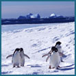 Antartique 1999/2000 - Terre Adélie